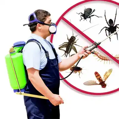pest control Irvine